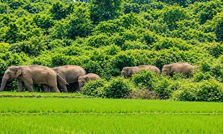 শেরপুর সীমান্তে হাতি-মানুষের সংঘাত নিরসনে প্রয়োজন সমন্বিত উদ্যোগ