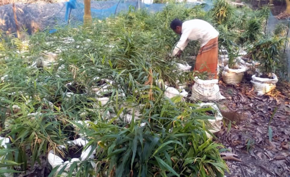 নওগাঁয় বস্তায় আদা চাষ প্রকল্পে অনিয়মের অভিযোগ