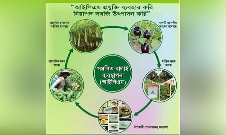 বিষমুক্ত কৃষিতে সমন্বিত বালাই ব্যবস্থাপনা জরুরি