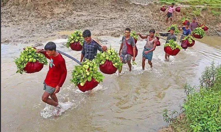 চট্টগ্রামের ‘কাঞ্চন পেয়ারা’ মৌসুমে বিক্রি ৬ কোটি টাকা, রপ্তানি হচ্ছে বিদেশেও