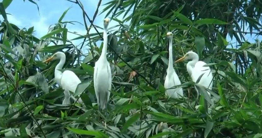 নীলফামারীর ডাঙ্গাপাড়ায় ভালোবাসায় গড়ে তুলেছে পাখির অভয়ারণ্য