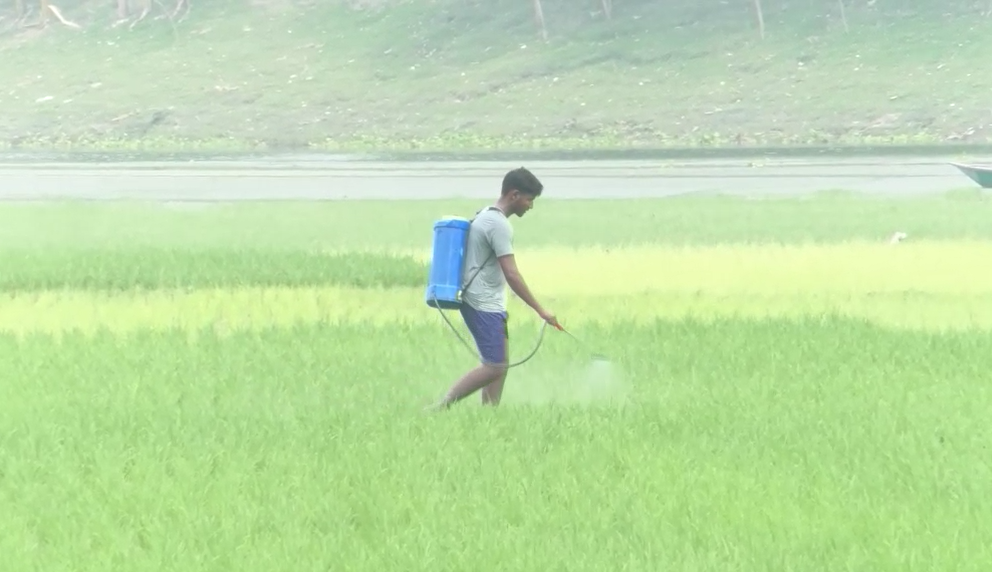 কুড়িগ্রামে আমনের ভরা মৌসুমে সার সংকট