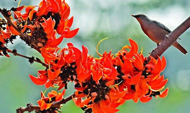 ঋতুরাজ বসন্তের প্রথম দিন