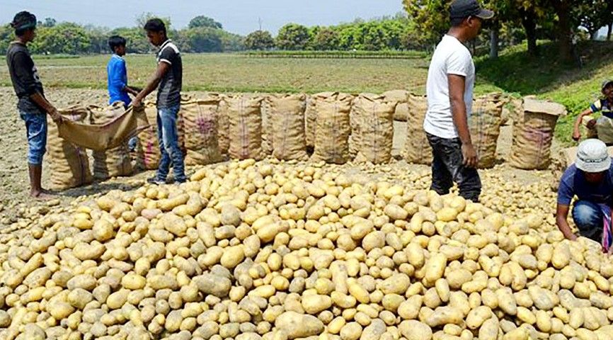 আলুর সর্বনিম্ন দাম বেঁধে দিলো সরকার