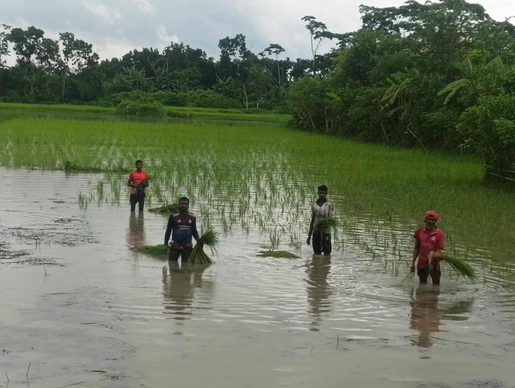 ঝালকাঠিতে আমন আবাদে ব্যস্ত কৃষক, বিলম্বের শঙ্কা