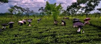 পরিশ্রম করেও সচ্ছলতা মিলছে না চা শ্রমিকদের