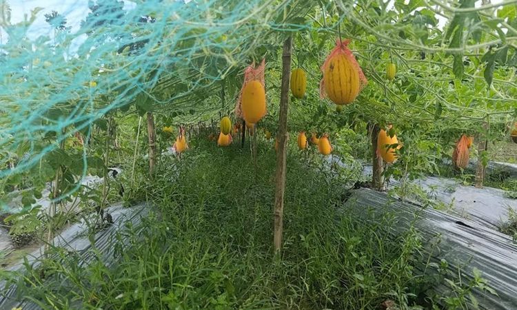 অসময়ের তরমুজ চাষে আগ্রহ বাড়ছে সাতক্ষীরার কৃষকদের