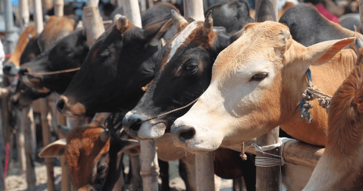 রাজধানীর ২৮ স্পটে বসছে পশুর হাট