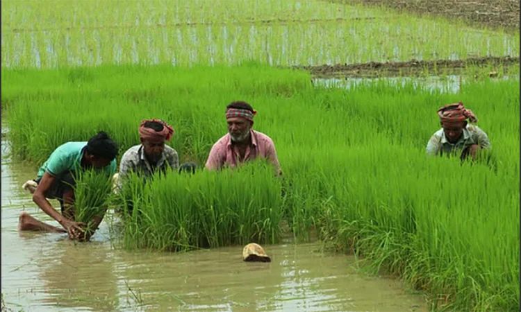 উত্তরাঞ্চলে আমন চাষে কৃষকদের ঘুরে দাঁড়ানোর স্বপ্ন