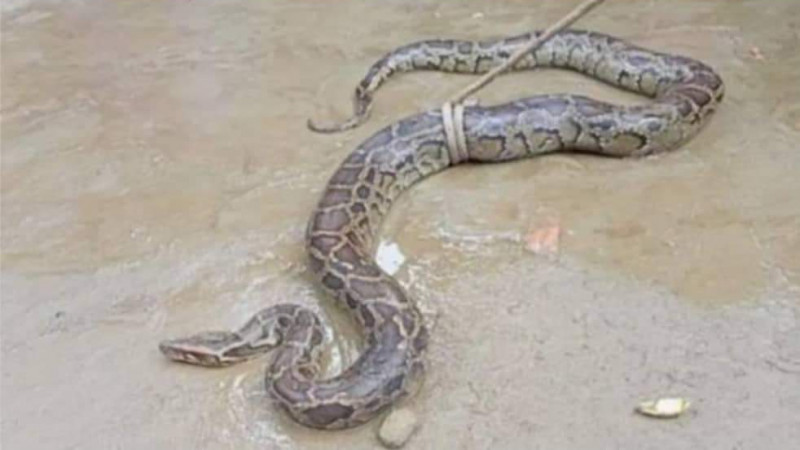 ধান ক্ষেত থেকে বিশাল আকৃতির অজগর সাপ উদ্ধার