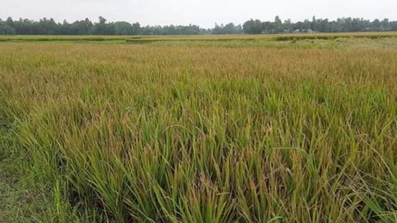 টাঙ্গাইলে ইটভাটার বিষাক্ত গ্যাসে ধান পুড়ে যাওয়ার অভিযোগ