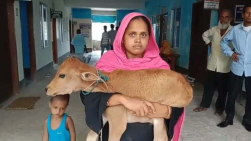 বি এন পি নেতাকে চাঁদা না দেয়ায় গাভী আটক,বাছুর নিয়ে আদালতে গৃহবধু!