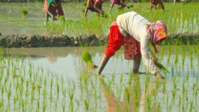 নওগাঁয় তীব্র শীত অপেক্ষা করে বোরো ধান রোপনে ব্যস্ত কৃষকরা