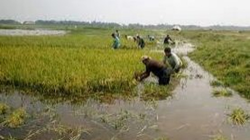 হাওরে ফসল রক্ষার অসম লড়াইয়ে কৃষক