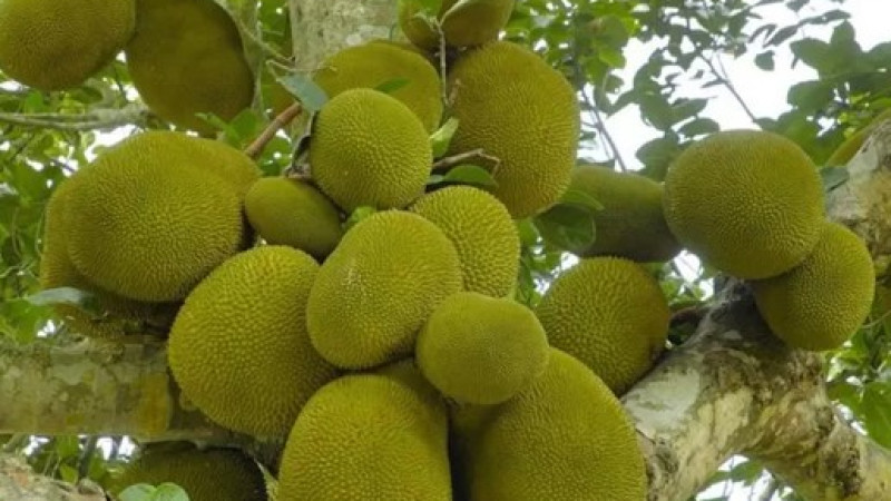 কাঁঠাল খেয়ে বেঁচে আছে শ্রীলঙ্কার বহু মানুষ