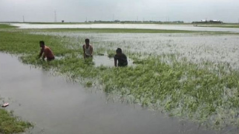 পাহাড়ি ঢলে কিশোরগঞ্জের হাওরে ধানের ক্ষতি