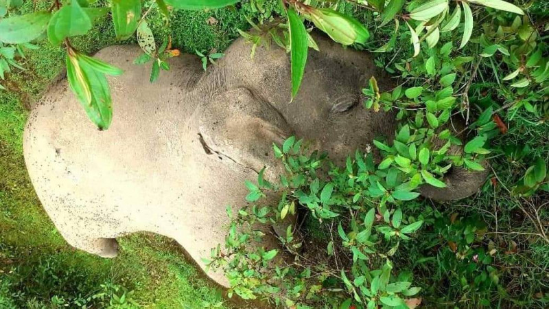 গারো পাহাড় থে‌কে ফের বন্য হাতির মৃত‌দেহ উদ্ধার
