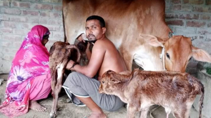 গাভীর দুই বাছুর প্রসব, দেখতে ভীড় উৎসুক মানুষের