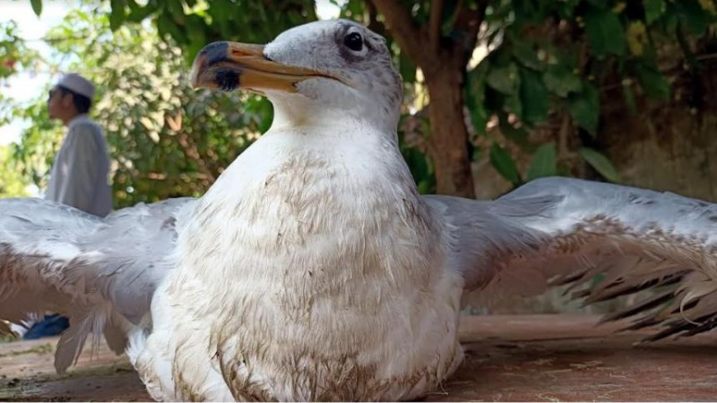 অতিথি পাখিটি সুস্থ হলেই অবমুক্ত করে দেয়া হবে