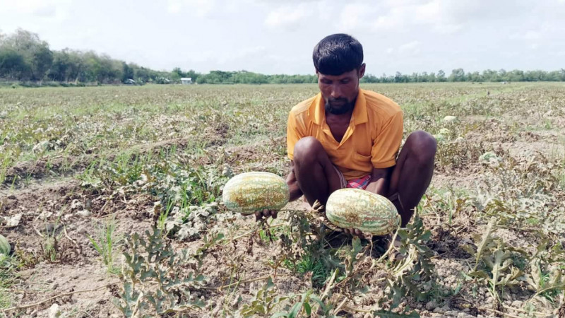তরমুজে সর্বনাশা রোগ, একশ’ কোটি টাকার ক্ষতি