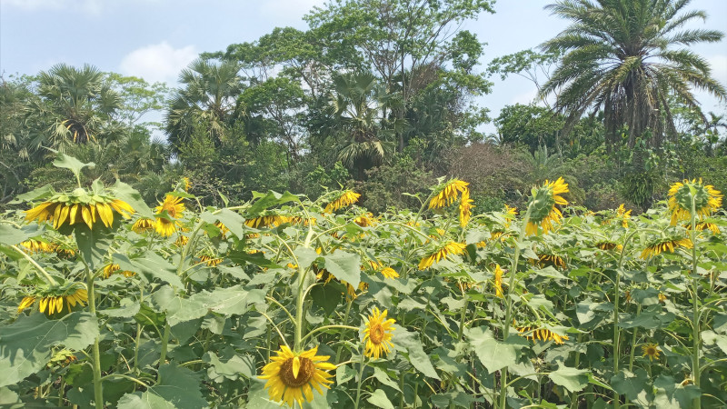 দশমিনায় সূর্যমুখ চাষে লাভবান হতে চায় প্রান্তিক কৃষকের
