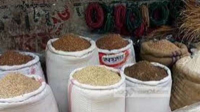 গো-খাদ্যের দামে দিশেহারা খামারিরা