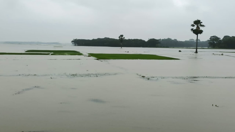 রাঙ্গাবালীতে টানাবৃষ্টিতে কৃষি জমিতে জলাবদ্ধতা