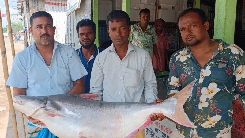 রাজবাড়ীর পদ্মায় জেলের জালে ২২ কেজি’র পাঙ্গাস