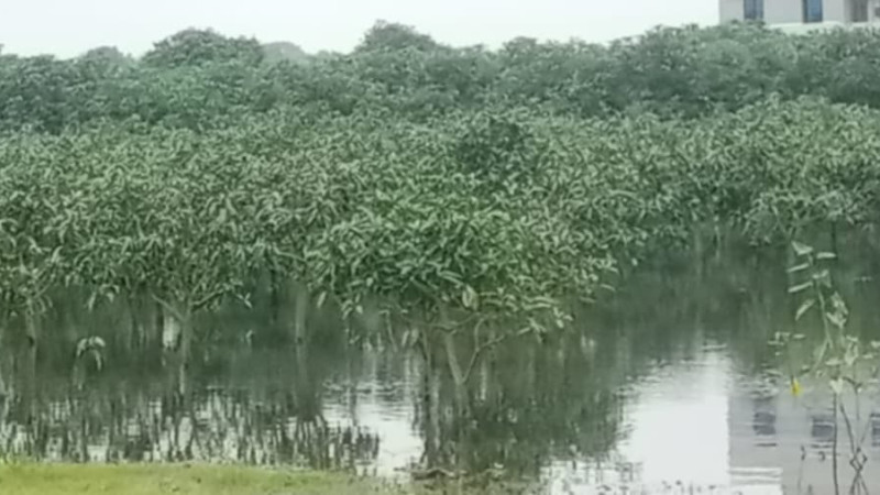 নওগাঁয় পানি নিষ্কাশন পথ বন্ধ আম বাগানের ব্যাপক ক্ষতির সম্ভাবনা
