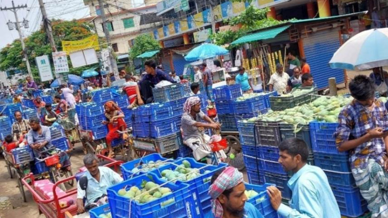 নওগাঁয় আম্রপালী আম ক্রয় ও বিক্রয় শুরু