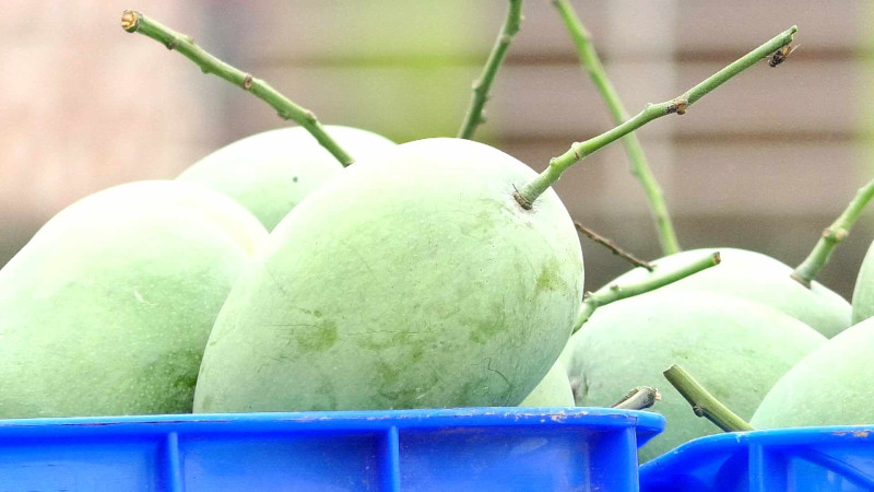 নওগাঁর আম্রপালি আম কে ব্রান্ড ঘোষণা ও জিআই স্বীকৃতির দাবি