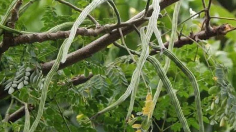 চিরিরবন্দরে সজিনার বাম্পার ফলন