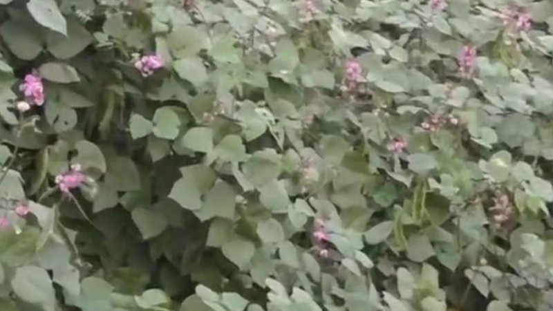 নওগাঁয় ৬১ কোটি টাকার শিম বিক্রি হওয়ার সম্ভাবনা
