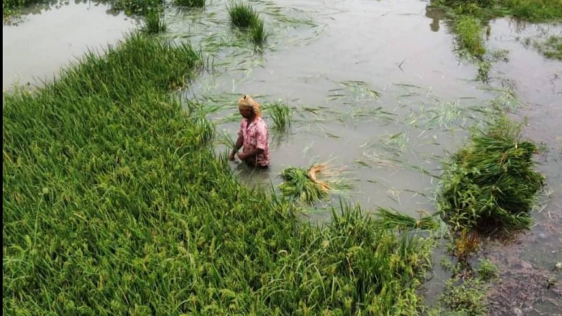 গাজীপুরে ১২০ হেক্টর জমির ধান পানির নিচে