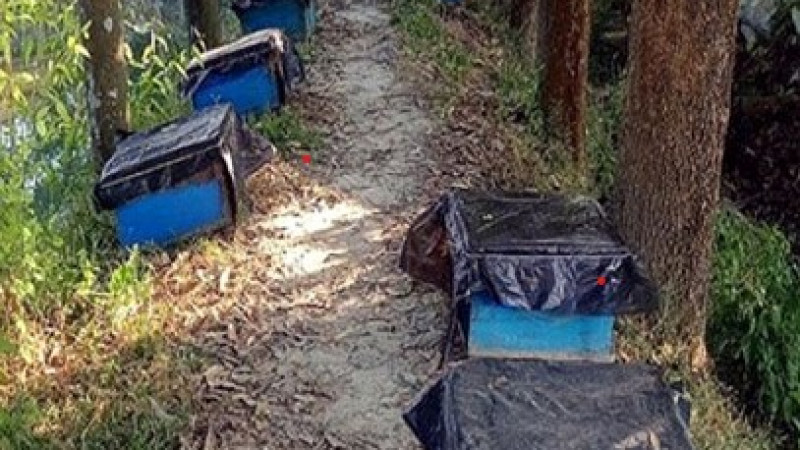 কুমিল্লায়  মধু চাষ জনপ্রিয় হয়ে উঠছে