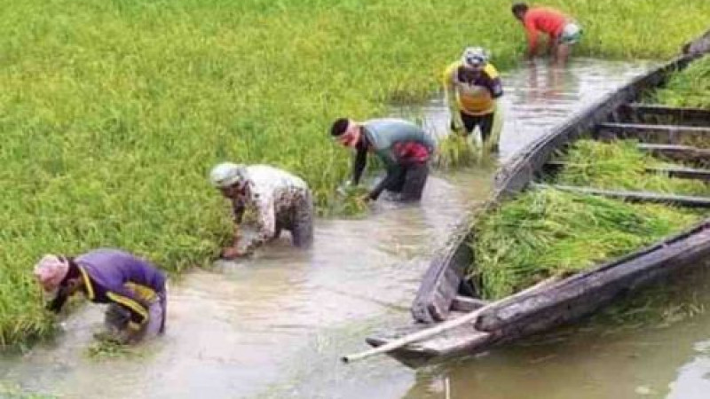 হাওরে ৪১ শতাংশ বোরো ধান কাটা শেষ