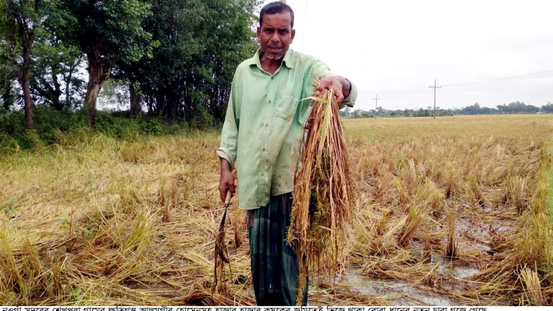 দফায় দফায় বৃষ্টিতে প্রায় ১ লাখ হেক্টরেরও বেশি জমির ধান ক্ষতি