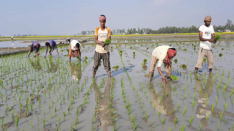 রাণীনগরে ইরি-বোরো ধান রোপন শুরু