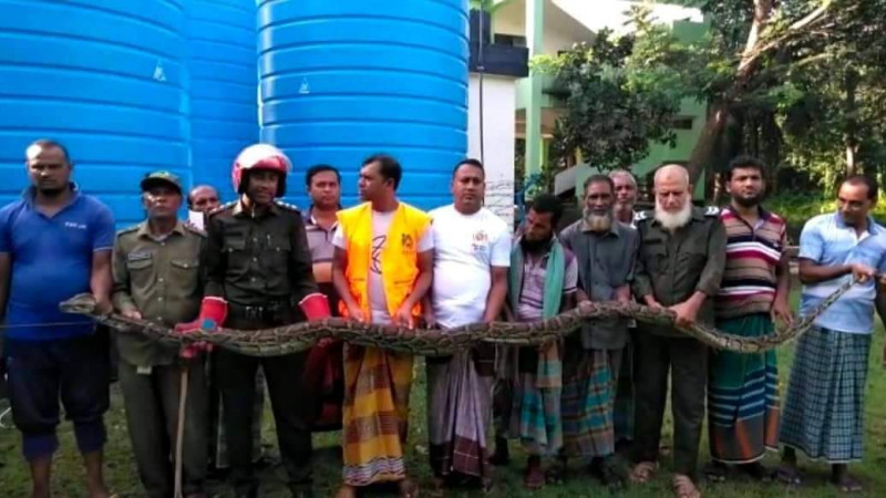 মোংলায় হাঁস-মুরগির খোপে মিললো বিশাল অজগর