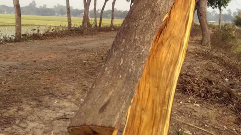 নওগাঁয় সরকারি গাছ যাচ্ছে প্রভাবশালীদের পেটে