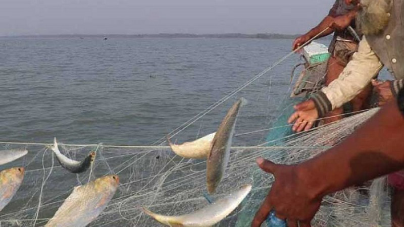 ২২ দিন ইলিশ ধরা-বিক্রি নিষিদ্ধ