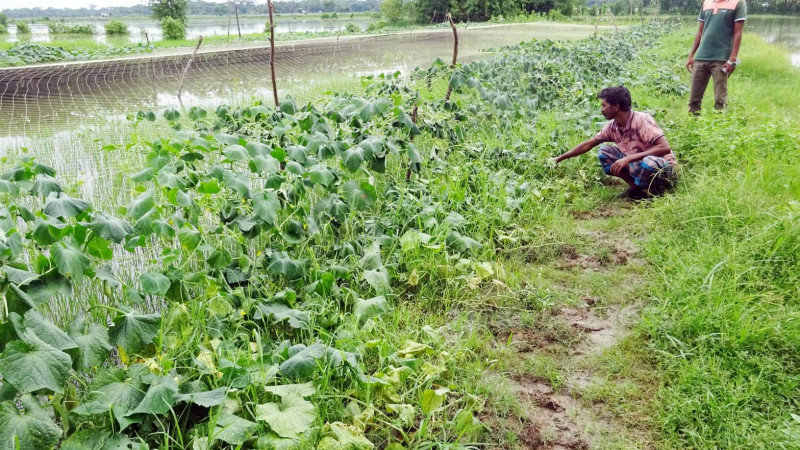 ৫০০ হেক্টর রোপা আমন পানির নিচে নিমজ্জিত
