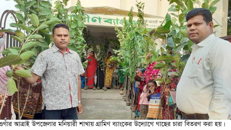 নওগাঁয় গ্রামিণ ব্যাংকের উদ্যোগে গাছের দেড় লক্ষ চারা বিতরণ