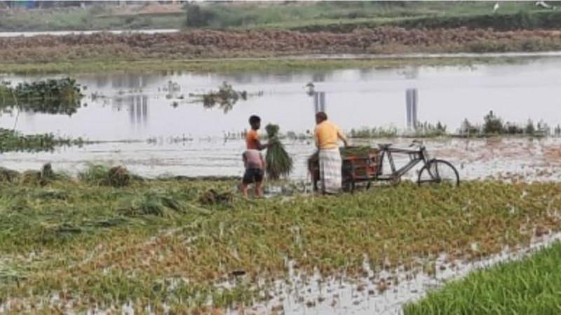 গাজীপুরে কৃষকের সোনালী স্বপ্ন তলিয়ে যাচ্ছে জোয়ারের পানিতে