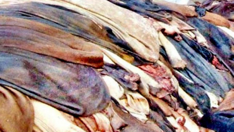 বেড়েছে কোরবানির পশুর চামড়ার দাম