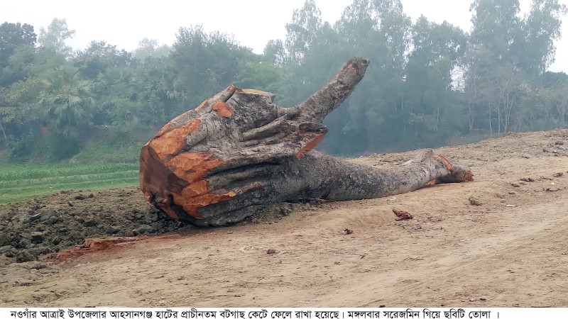 আত্রাইয়ে টেন্ডার ছাড়াই শতবর্ষি দু‘টি বটগাছ কাটার অভিযোগ