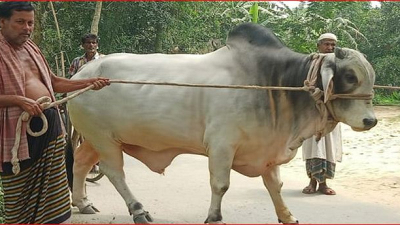 প্রধানমন্ত্রীর প্রতি কৃষক দম্পতির ভালোবাসা