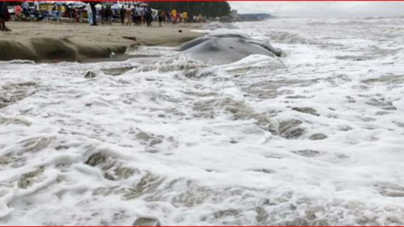 সিত্রাংয়ের প্রভাবে চার জেলায় মারা গেছেন নয়জন