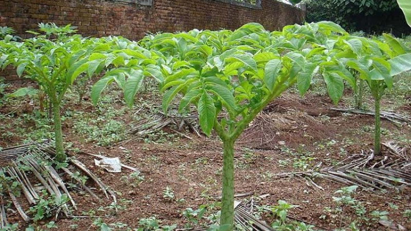গোপালগঞ্জে বৃদ্ধি পাচ্ছে লাভজনক কন্দাল ফসলের আবাদ