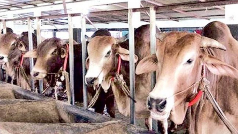এবার কোরবানি বেড়েছে সাড়ে ৮ লাখ পশু